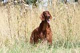 SETTER IRLANDAIS 076